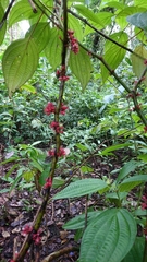 Miconia trichocalyx