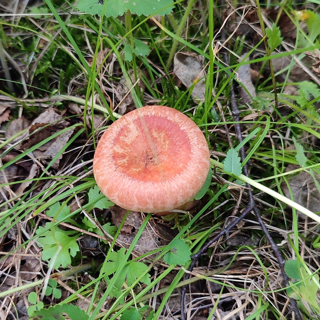Lactarius torminosus · August 2023 · photo: © egor_dyukarev (iNaturalist, cc-by)