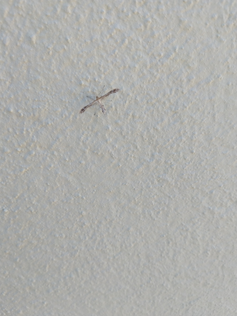 Beautiful Plume Moth