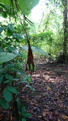 Passiflora arborea