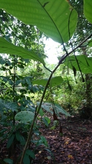 Passiflora arborea