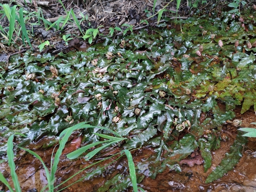 Barclaya longifolia, photograph 2