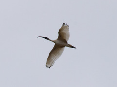 Threskiornis molucca