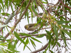 Ptilotula penicillata