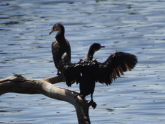 Phalacrocorax carbo