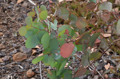 Eucalyptus baueriana thalassina