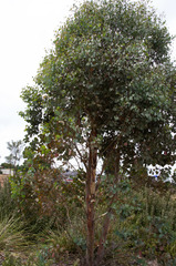 Eucalyptus baueriana thalassina