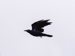 Corvus mellori
