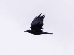 Corvus mellori