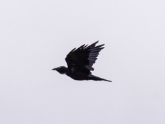 Corvus mellori