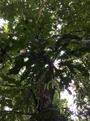 Anthurium clavigerum