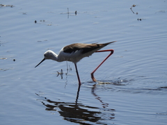 Himantopus himantopus