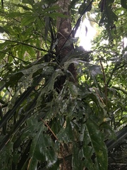 Anthurium clavigerum