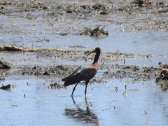 Plegadis falcinellus