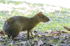 Azara's Agouti photo 4