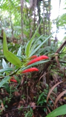 Columnea bilabiata