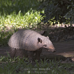 Euphractus sexcinctus