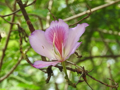 Bauhinia variegata
