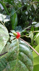 Olacaceae
