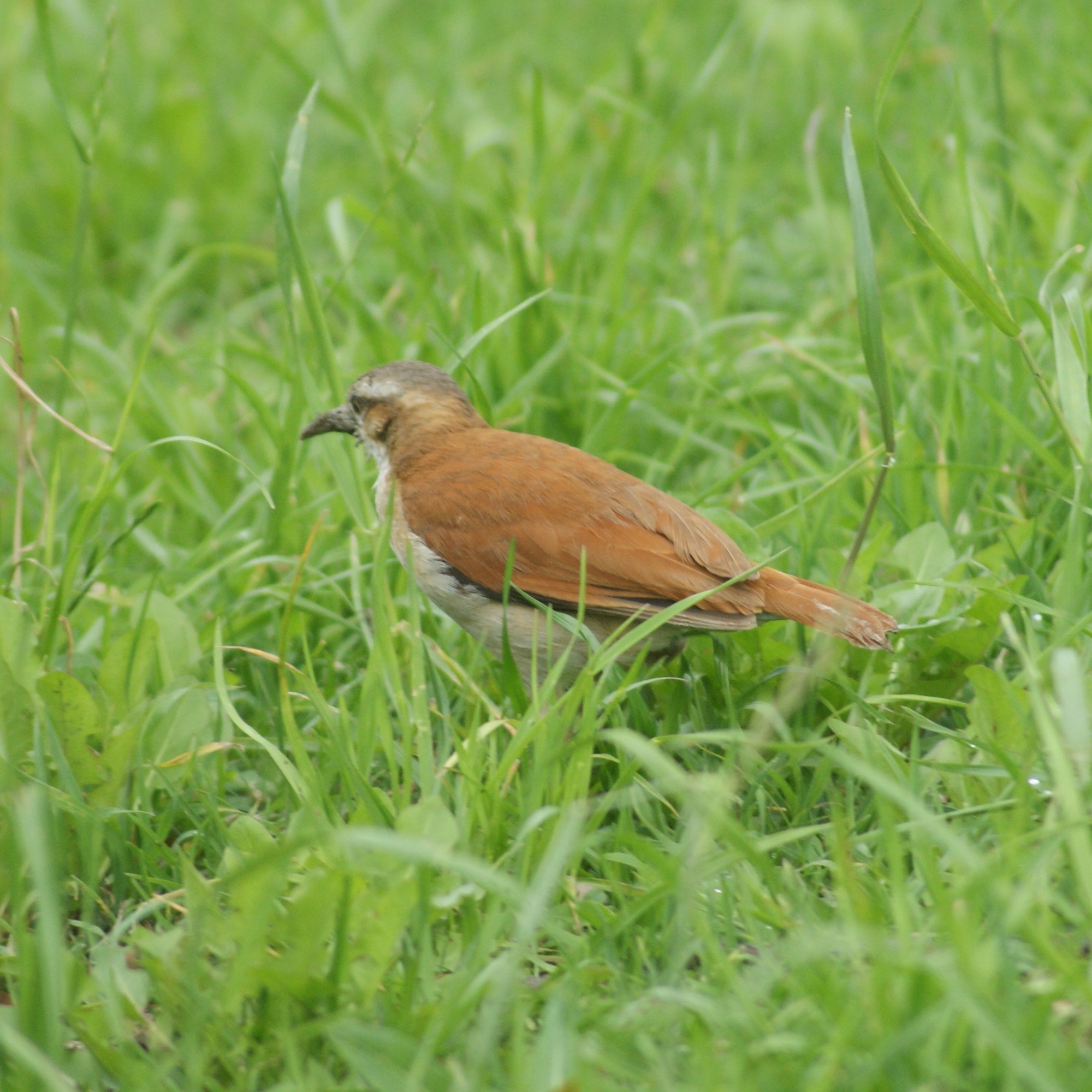 Furnarius leucopus image