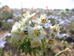 Chylismia claviformis claviformis