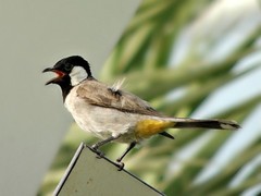 White-Eared Bulbul photo 2
