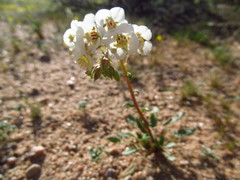 Chylismia claviformis claviformis