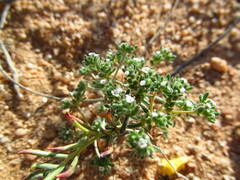 Eremocarya micrantha