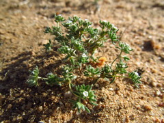 Eremocarya micrantha