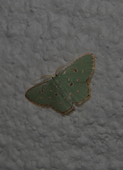 Comostola meritaria