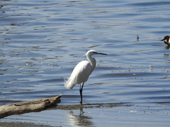 Egretta garzetta