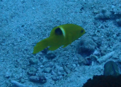 タキベラ