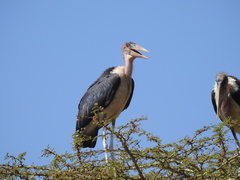 Leptoptilos crumenifer