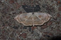 Somatina anthophilata