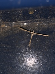 Hellinsia longifrons