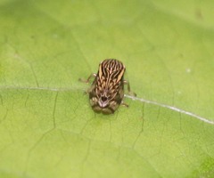 Clovia