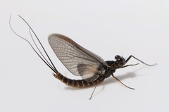 Leptophlebia