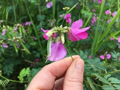 Tephrosia shiluwanensis