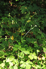 Sanicula chinensis