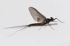 Leptophlebia