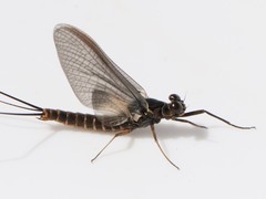 Leptophlebia