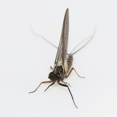 Leptophlebia