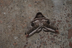 Saturnia pyretorum
