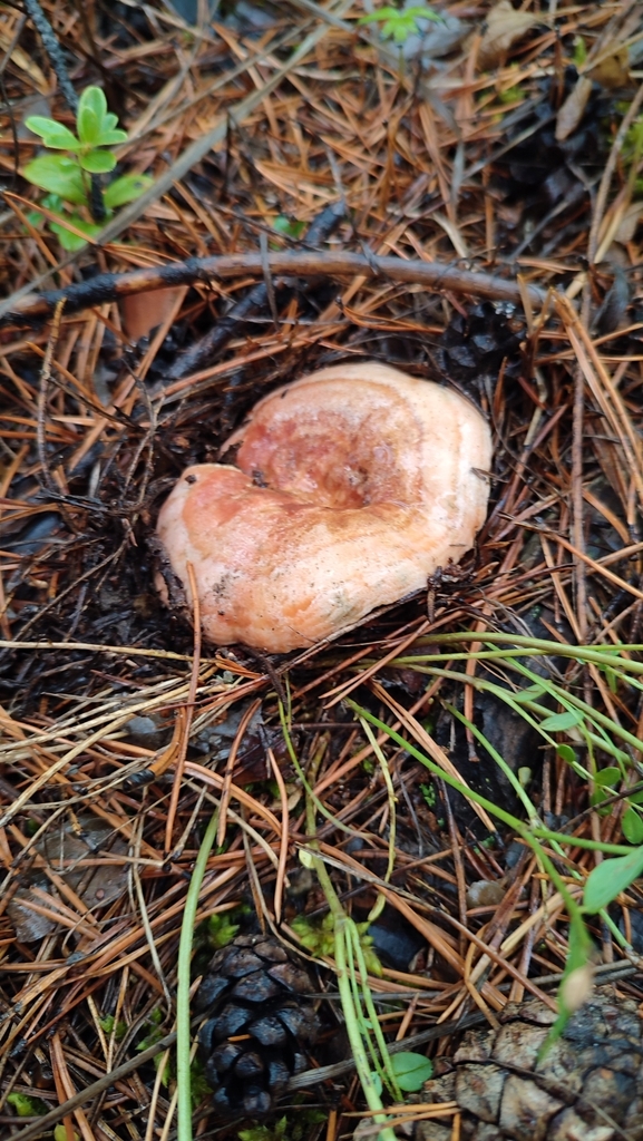 Lactarius deliciosus · August 2023 · photo: © egor_dyukarev (iNaturalist, cc-by)