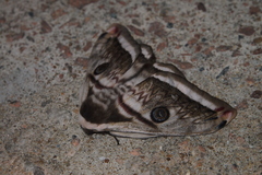 Saturnia pyretorum