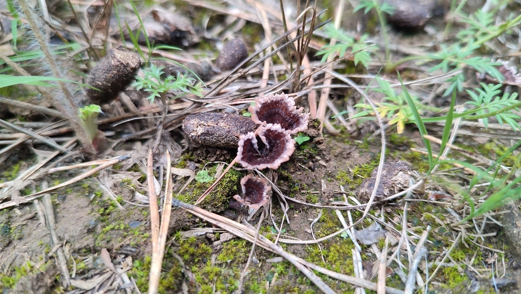 Thelephora caryophyllea · August 2023 · photo: © egor_dyukarev (iNaturalist, cc-by)