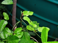 Cynanchum natalitium