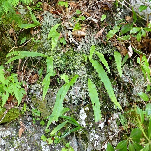 Lepisorus annuifrons iNat (2)