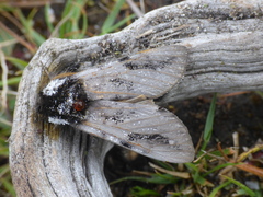 Psalidostetha banksiae