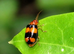 Diacantha collaris